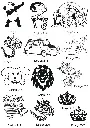 15.webp