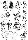 13.webp