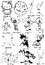 14.webp